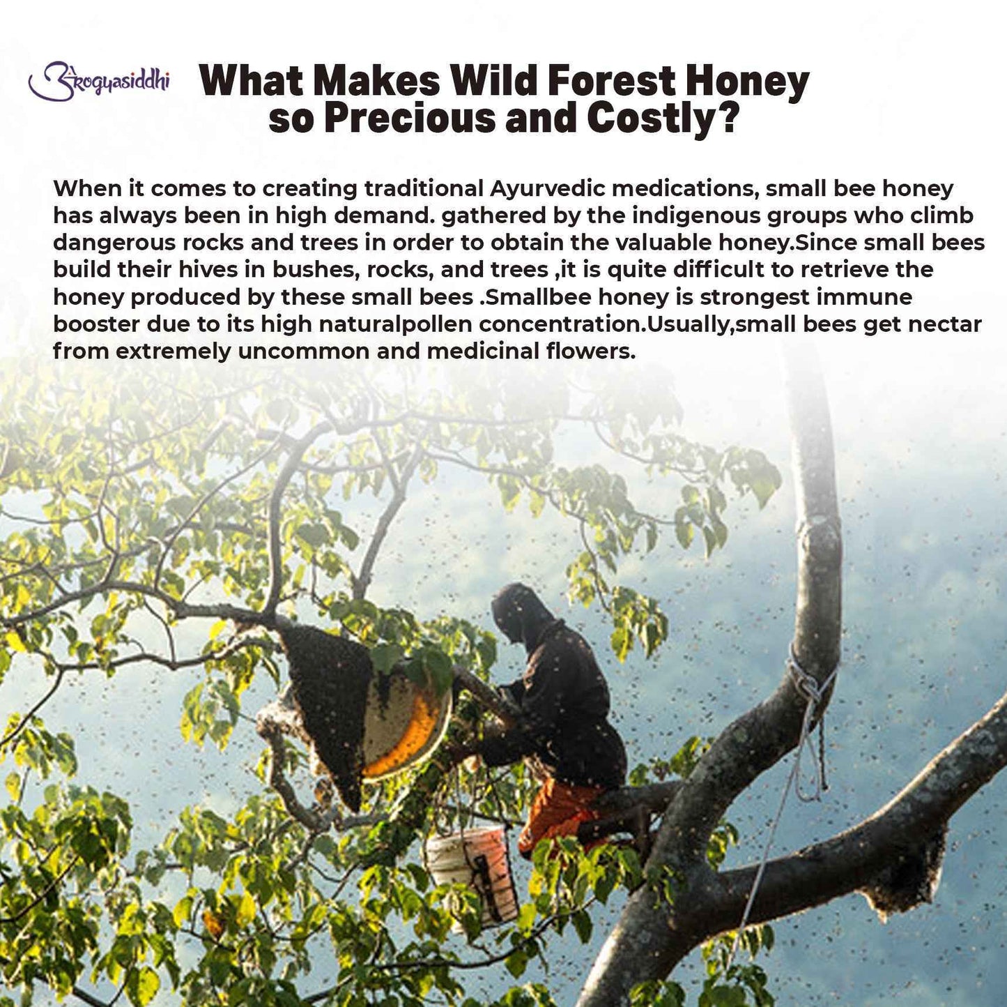 Wild Forest Honey 500Gm
